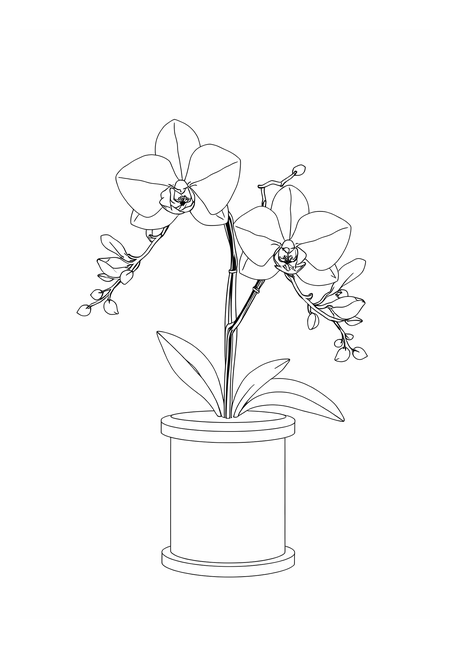 Orchideje na elegantním podstavci
